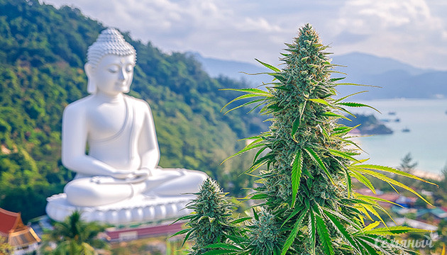 Канна-легенды: тайская генетика