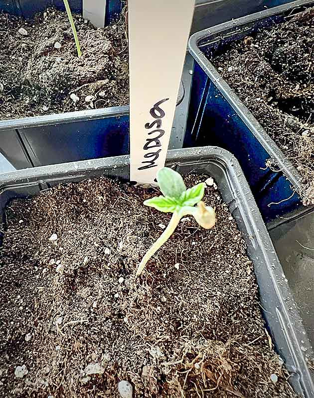 Подготовка семян Medusa F1 Auto к посадке