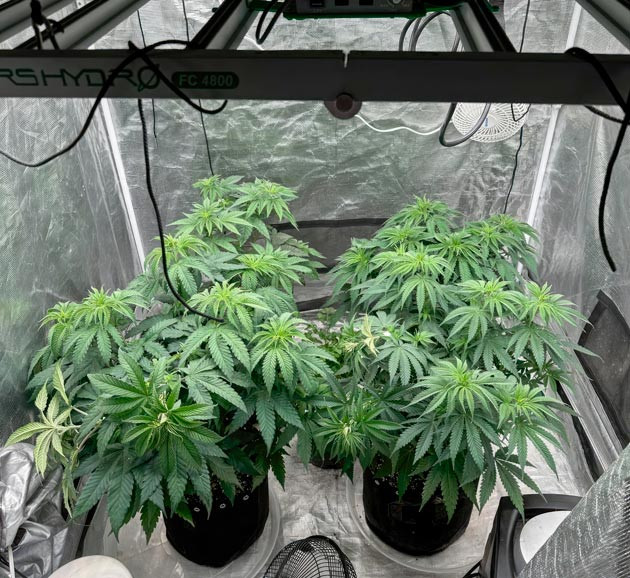 Конопля на 6 неделе роста