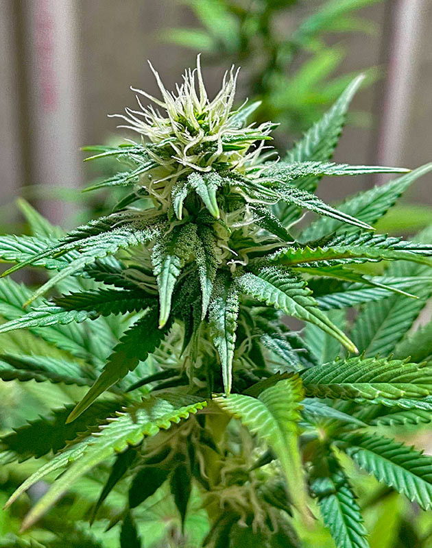 Куст White Wedding RBX от Ethos Genetics ростом 61 см