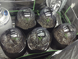 Первая неделя выращивания Gorilla Auto Пять ростков высотой 7,62 см