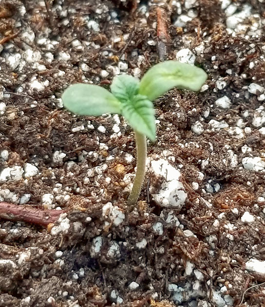 Пересадка в горшок и смесь удобрений Росток Green Crack 2.0 от Humboldt Seed Organization