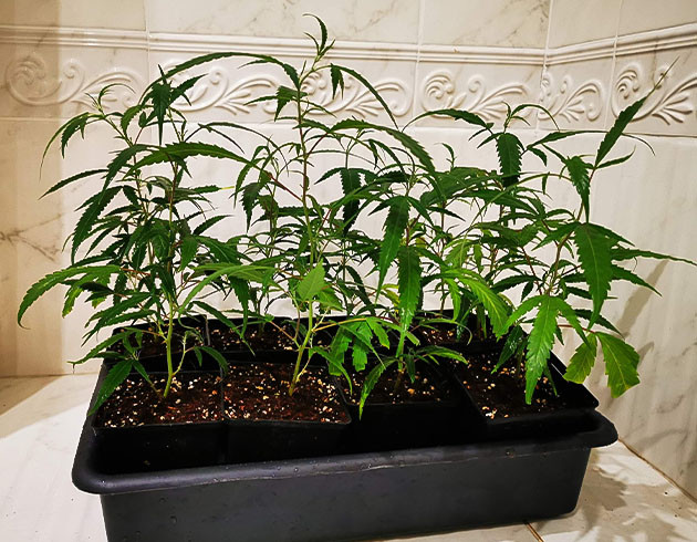 Вторая неделя развития клонов Клоны на подоконнике в маленьких горшочках