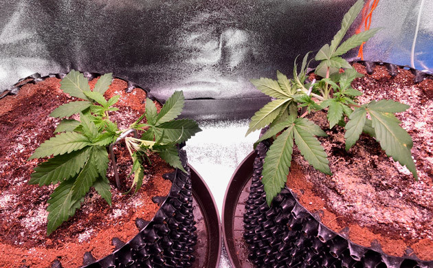 Кусты Six Shooter Auto после LST