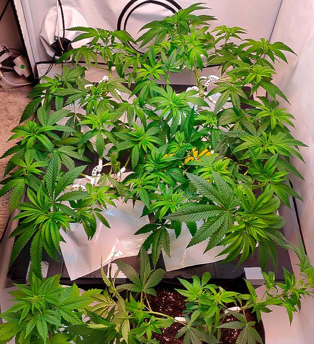 Активно растущий куст сорта Gelato