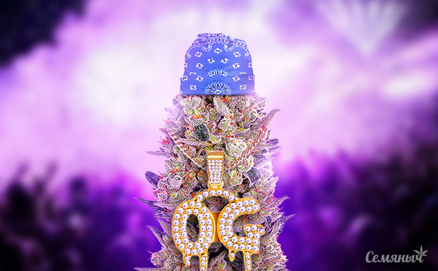 Канна-легенды: OG Kush