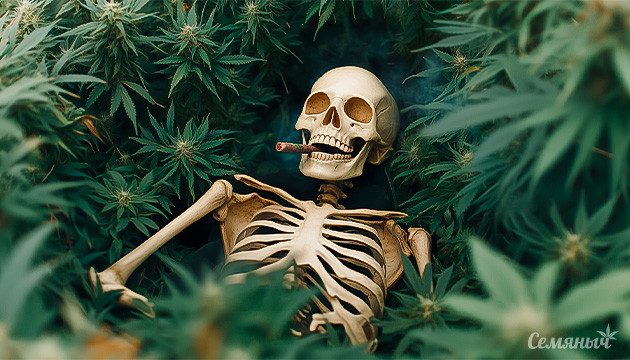 Убийственные сорта марихуаны Убийственные сорта конопли