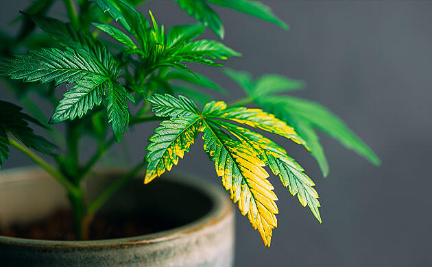 Первые сигналы тревоги