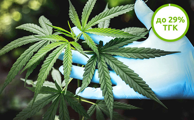 У сативных сортов высокое содержание ТГК Содержание ТГК в Сативе достигает 29%