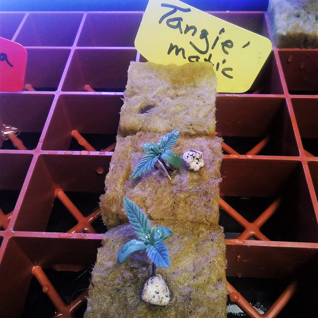 2 ростка Tangie'matic