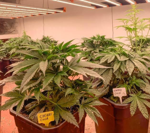 Установка допольнительных колышков-фиксаторов для веток Кусты Cherry Cola Auto от FastBuds на стадии вегетации