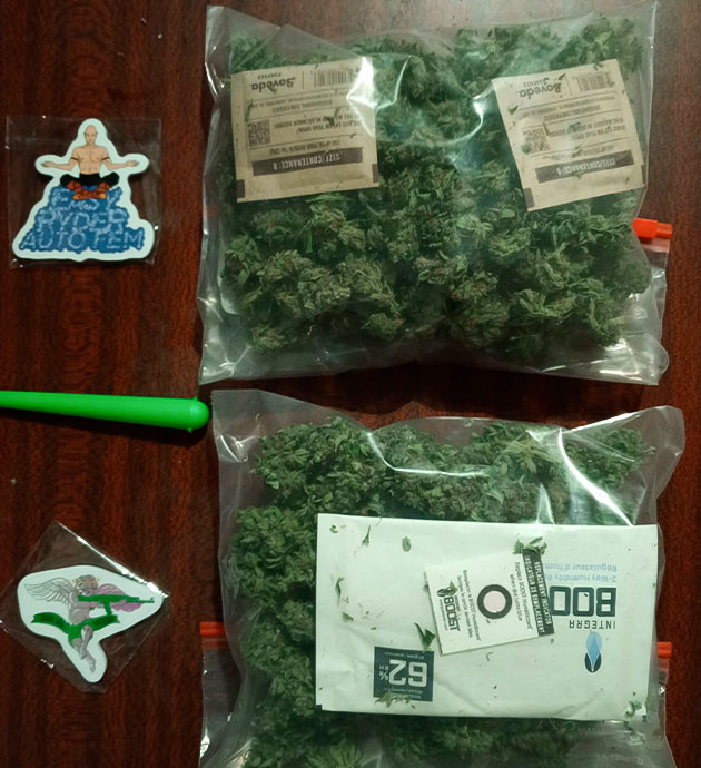 Шишки конопли сорта Florida Sunrise Auto