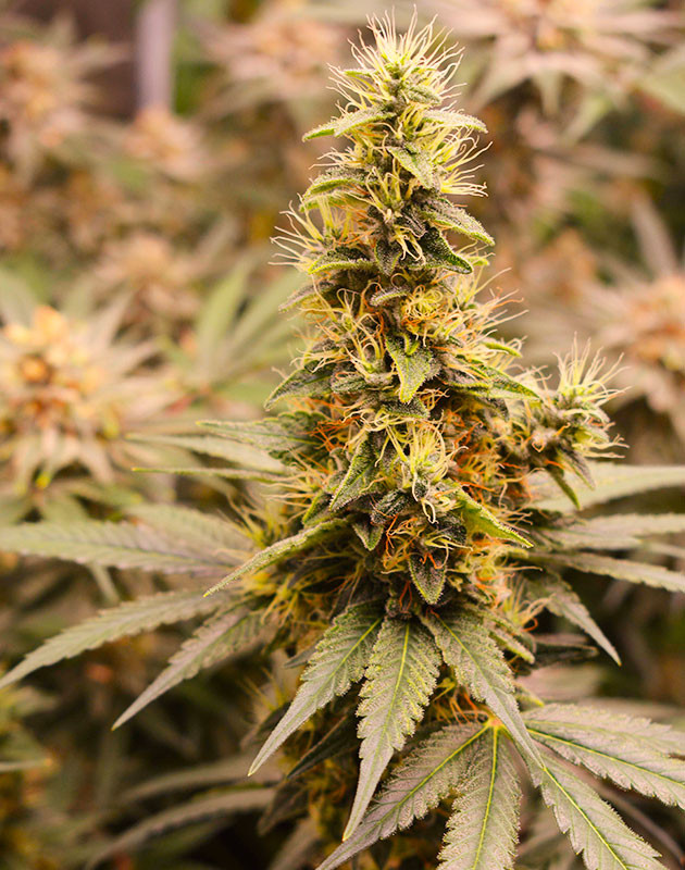 Появление оранжевых стигм