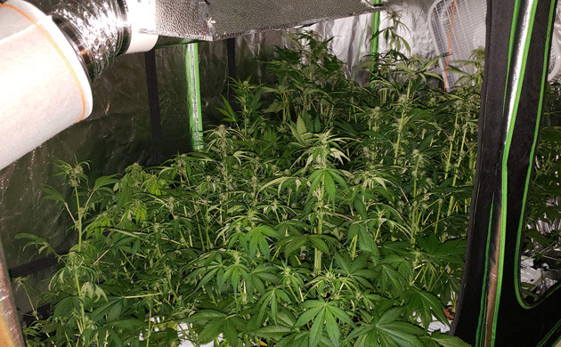 Цветение 14 кустов LSD