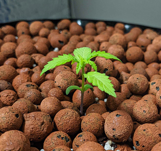 Один лист после семядоли