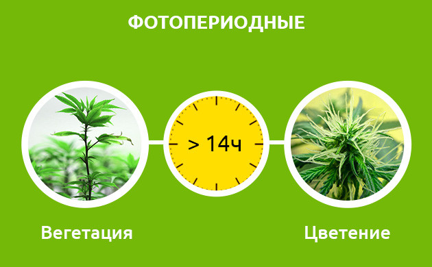 Влияние светового дня на жизненный цикл каннабиса Цветение с сокращением светового дня