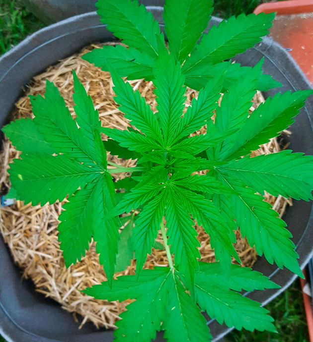 Четвертая неделя выращивания Наращивание зеленой массы