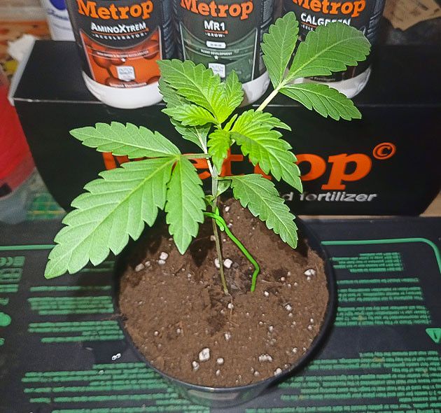 Третья неделя: пересадка и топпинг High Society: подготовка к LST