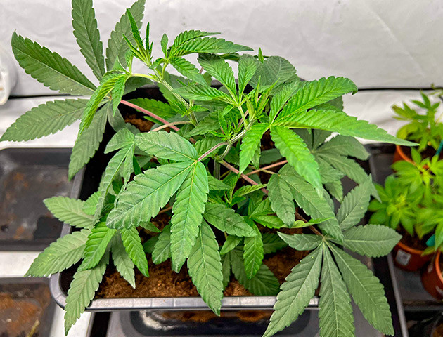 Куст Marshmallow OG на стадии вегетации