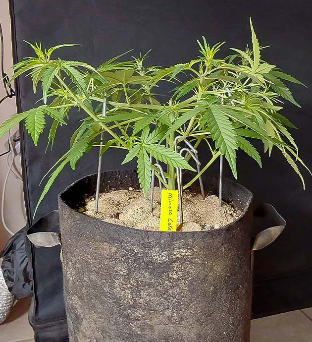 Тренировка куста Mimosa Cake Auto