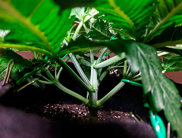 Конопля на пятой неделе с утолщённым стеблем и густой листвой