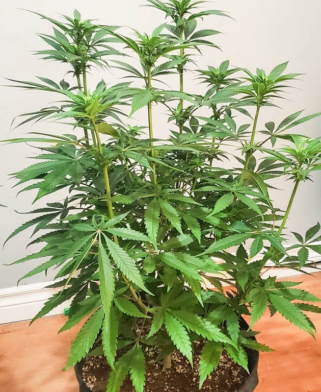 Увеличение удобрений для Cafe Racer