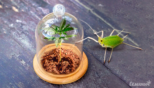 Устойчивость конопли к вредителям Борьба с тлей: идентификация и профилактика