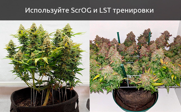 Маленький автоцвет из-за высокострессовой тренировки Маленький куст марихуаны из-за неправильной тренировки