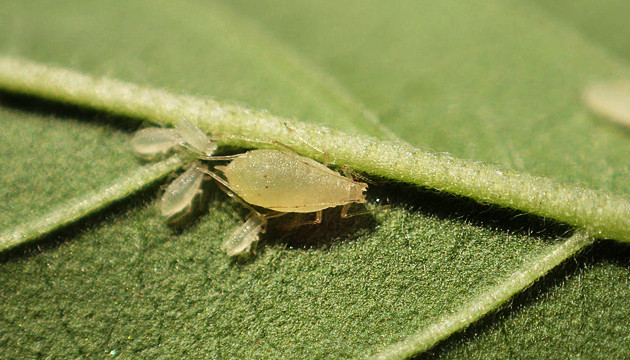 Тля на марихуане