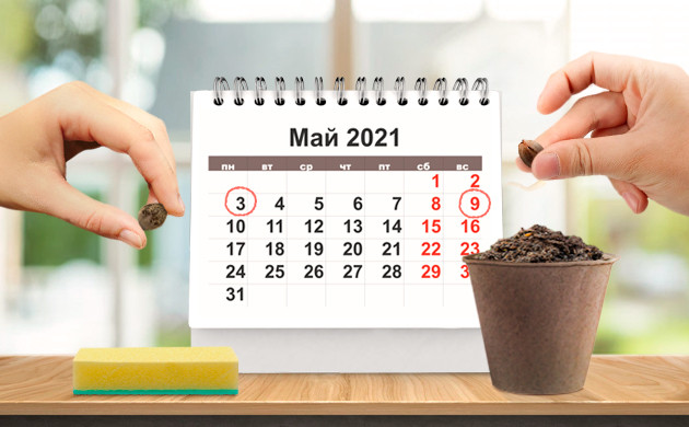 Время высадки семян Проращивание и посадка семян каннабиса