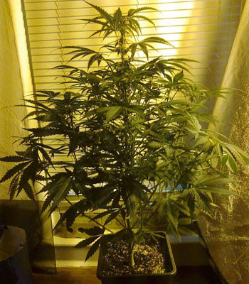 Цветущий куст Black Jack Auto