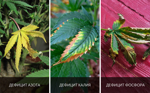 Признаки недостатка питательных вещей у конопли Листья конопли пожелтели