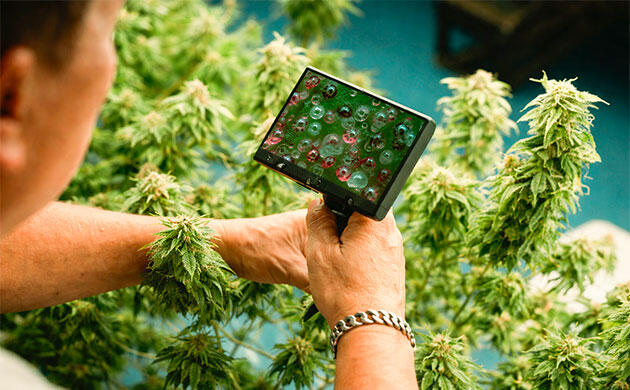 Определение стадии созревания каннабиса по трихомам