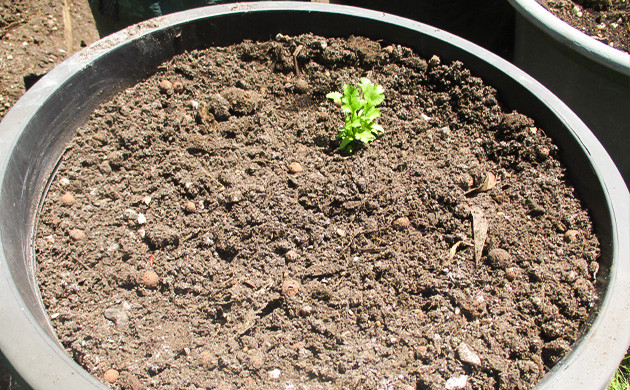 Горшок для пересадки с кориандром