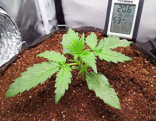 Auto Cinderella Jack дневник по выращиванию Состояние листьев Auto Cinderella Jack