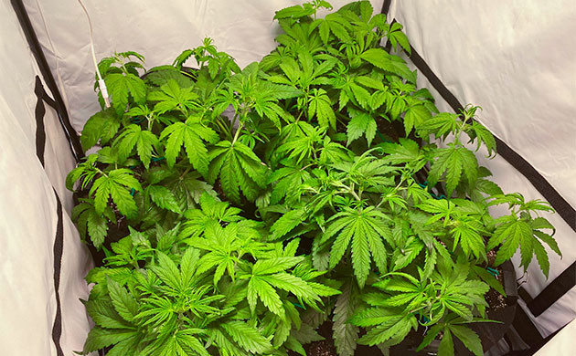 Активный рост конопли