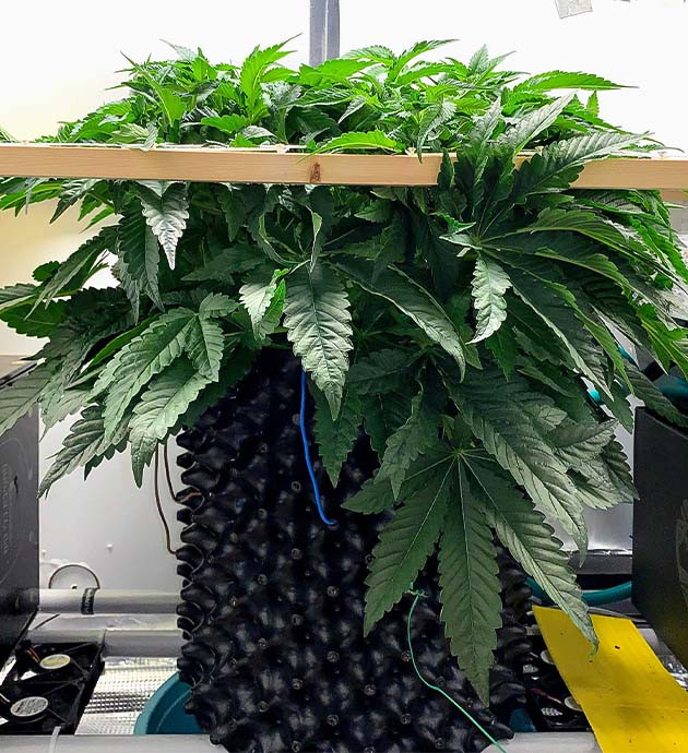 Стимуляция роста куста Pineapple Chunk