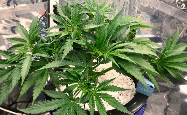 Обрезанное растение