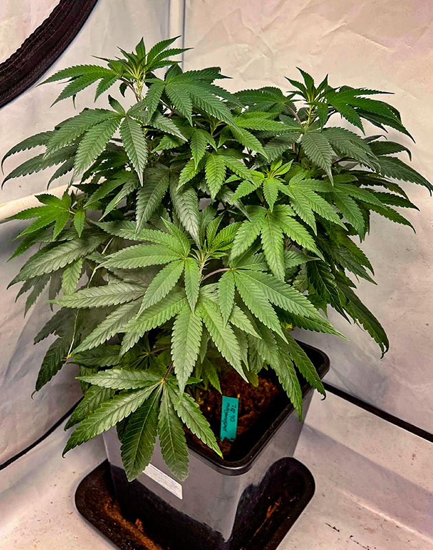 Куст Marshmallow OG на 11 неделе выращивания