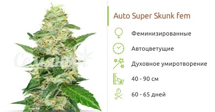 Auto Super Skunk fem от Семяныча