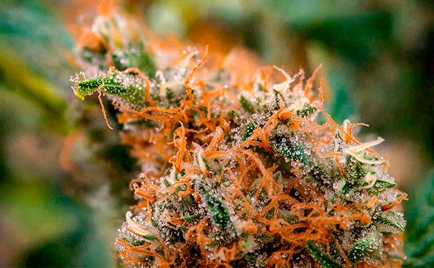 Аллергия на каннабис: механизм реакции и перекрестная аллергия Что такое аллергия на каннабис?