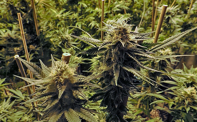 Подпорка для кустов сативы Поддержка ветвей сативы