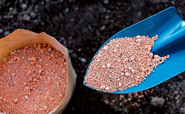 Диатомит — безопасный и недорогой инсектицид для конопли