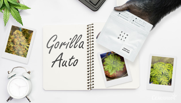 Гроурепорт сорта Gorilla Auto fem от Семяныча