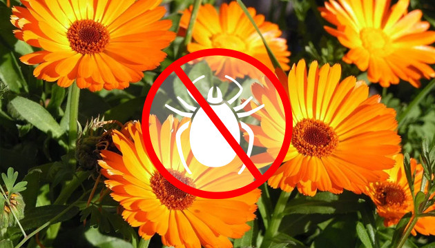 Календула сдерживает корневую тлю