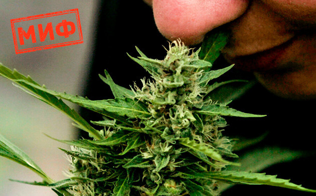 Конопля, выращенная в аутдоре, менее ароматная Конопля, выращенная на открытом воздухе, менее ароматная