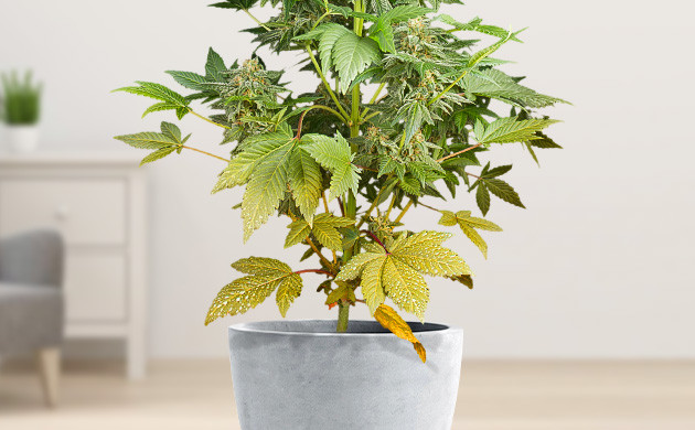 Пожелтение нижних листьев куста