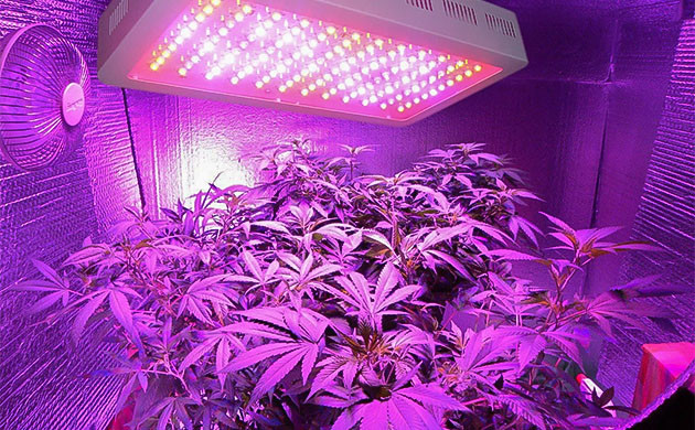 Ошибки освещения при клонировании конопли