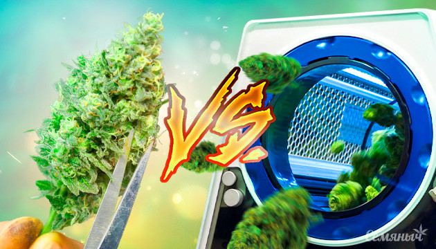 Машинная и ручная обрезка шишек каннабиса