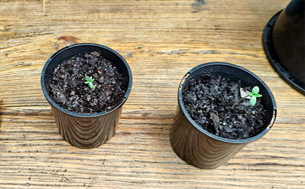 Первые шаги в выращивании Lemon Tree Старт выращивания: Lemon Tree от Barney's Farm